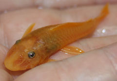Suckermouthed Catfish photo 4