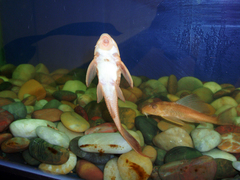 Suckermouthed Catfish photo 5