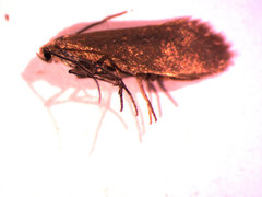 Lampronia aenescens