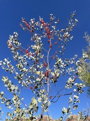Grevillea wickhamii