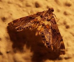 Neargyractis slossonalis