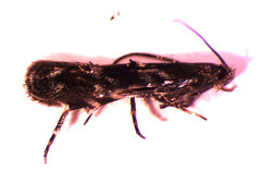 Elachista illectella