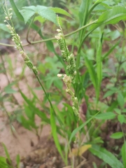 Beckmannia syzigachne