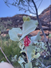 Grevillea wickhamii