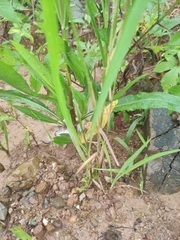 Beckmannia syzigachne