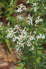 Sericocarpus linifolius