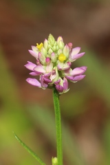 Polygala mariana