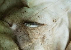 Pimephales notatus