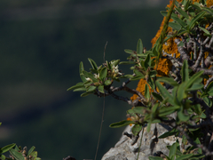 Daphne alpina
