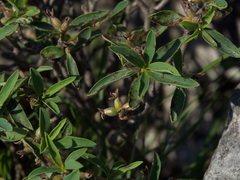 Daphne alpina