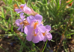 Penstemon auriberbis