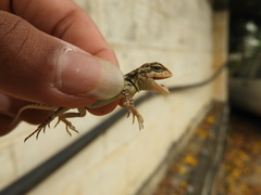 Psammophilus dorsalis