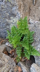 Cryptogramma acrostichoides