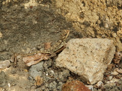 Psammophilus dorsalis