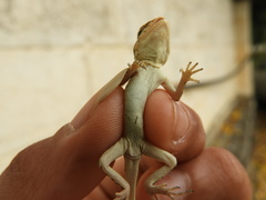 Psammophilus dorsalis