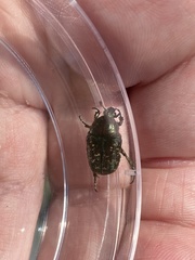 Euphoria sepulcralis