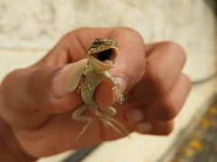 Psammophilus dorsalis