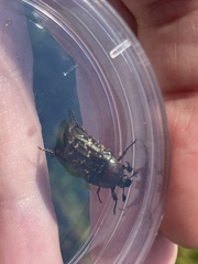 Euphoria sepulcralis