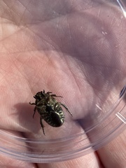 Euphoria sepulcralis