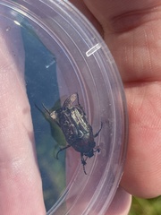 Euphoria sepulcralis