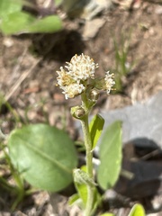 Antennaria racemosa