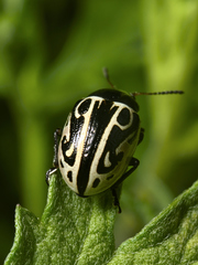 Zygogramma malvae