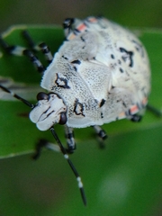 Apateticus lineolatus