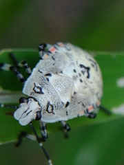 Apateticus lineolatus