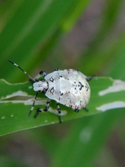 Apateticus lineolatus