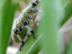 Apateticus lineolatus