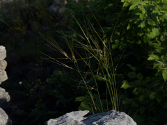Stipa juncea
