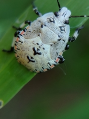 Apateticus lineolatus