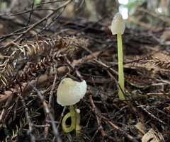 Mycena subviscosa