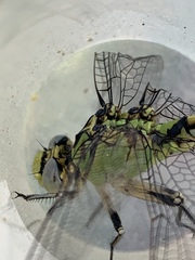 Ophiogomphus severus