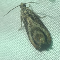 Olethreutes hamameliana
