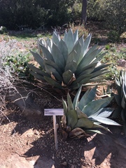 Agave sebastiana