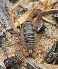 Paruroctonus maritimus