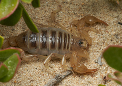 Paruroctonus maritimus