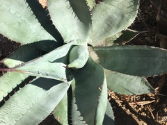 Agave sebastiana