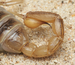 Paruroctonus maritimus