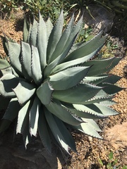 Agave sebastiana