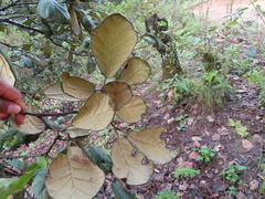 Quercus crassifolia