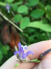 Campanula prenanthoides