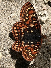 Euphydryas editha