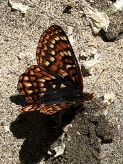 Euphydryas editha