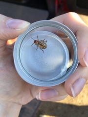 Calligrapha verrucosa