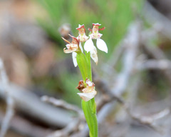 Eriochilus dilatatus