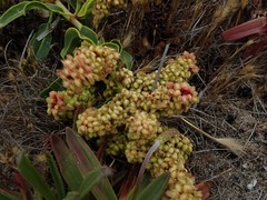 Rumex crassus