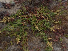Rumex crassus