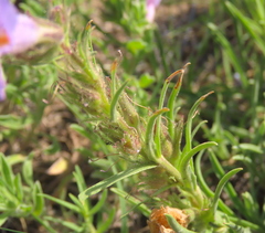 Penstemon auriberbis